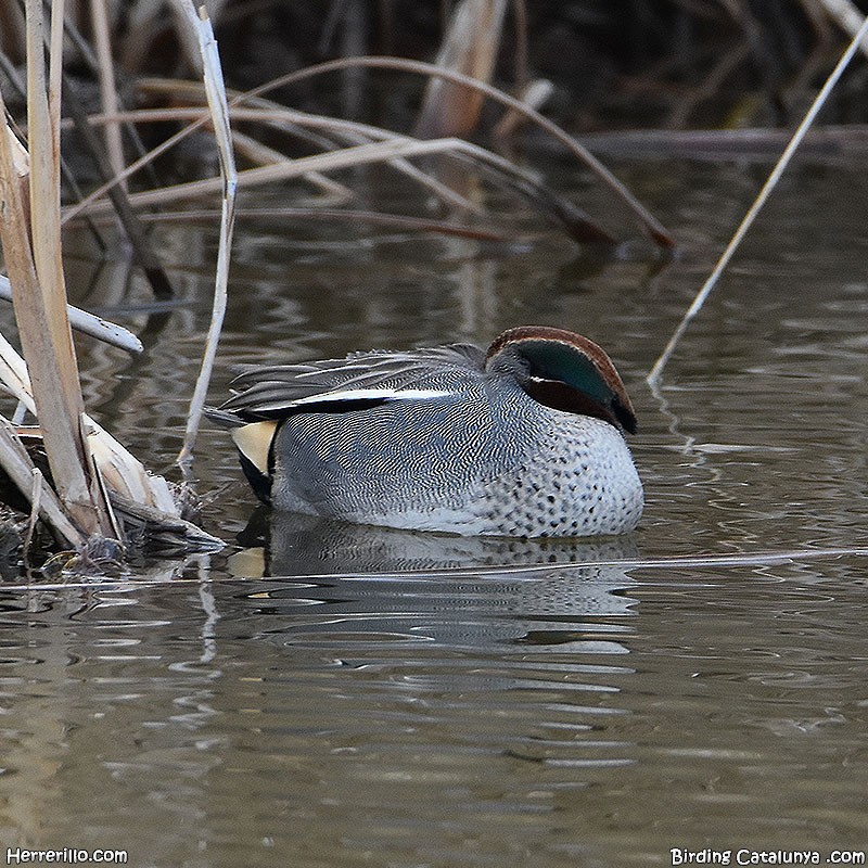Green-winged Teal - ML532994261