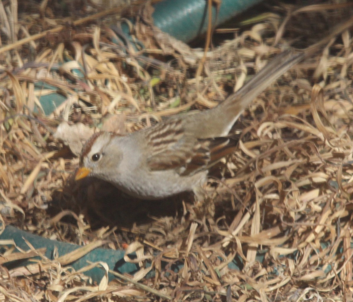 White-crowned Sparrow - Will Jaremko-Wright