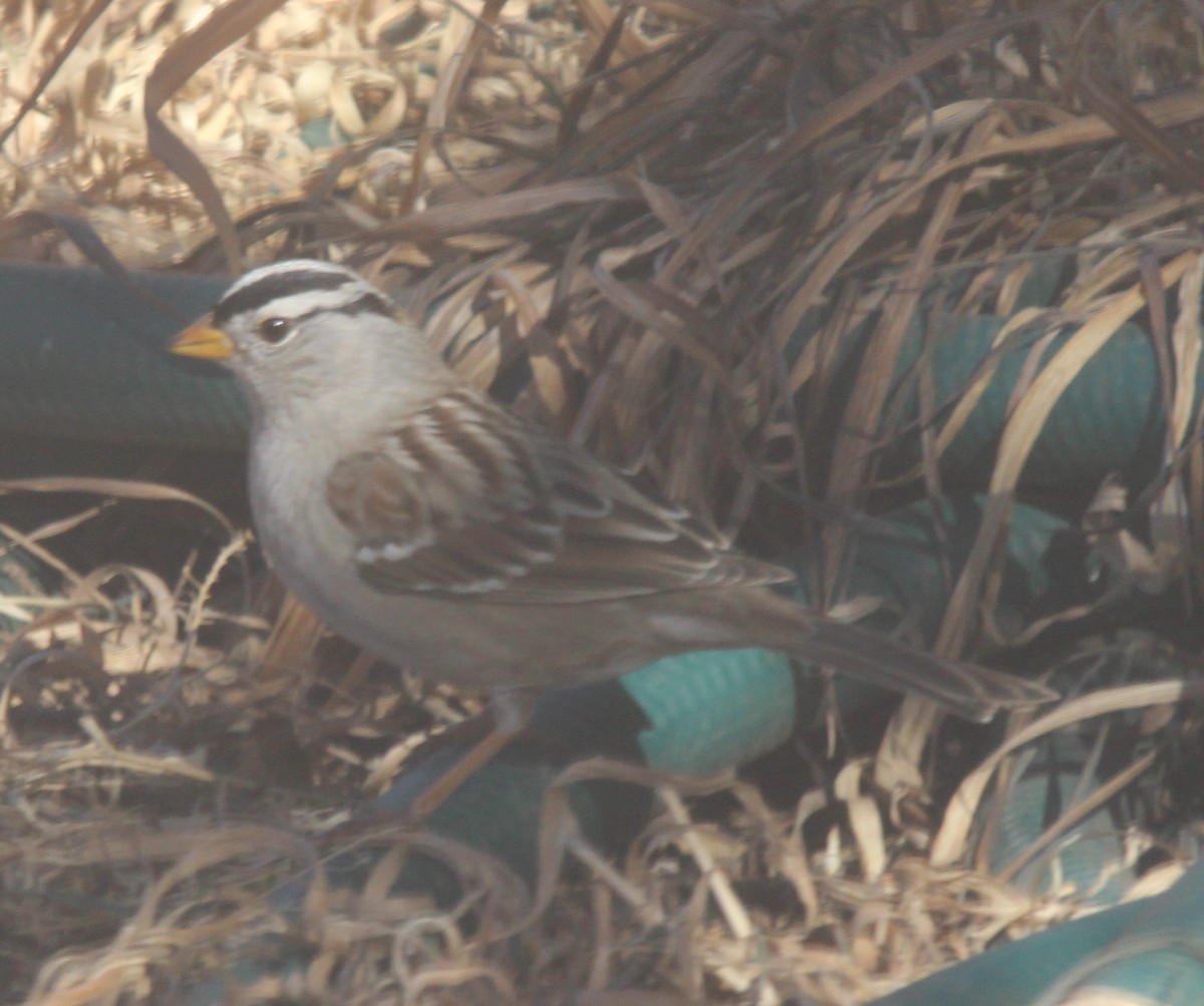 White-crowned Sparrow - ML532995851