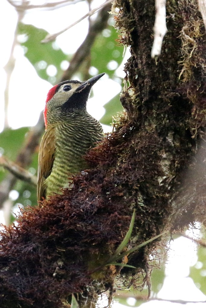 Golden-olive Woodpecker - Maurice Raymond