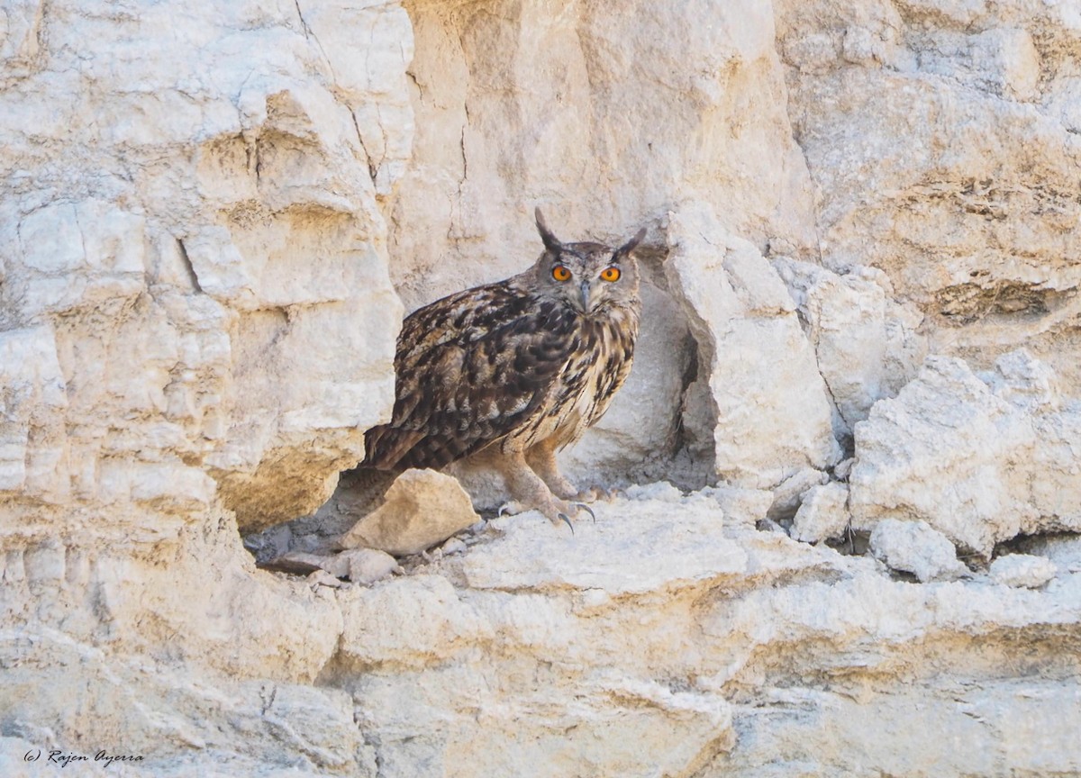 Eurasian Eagle-Owl - ML532997241
