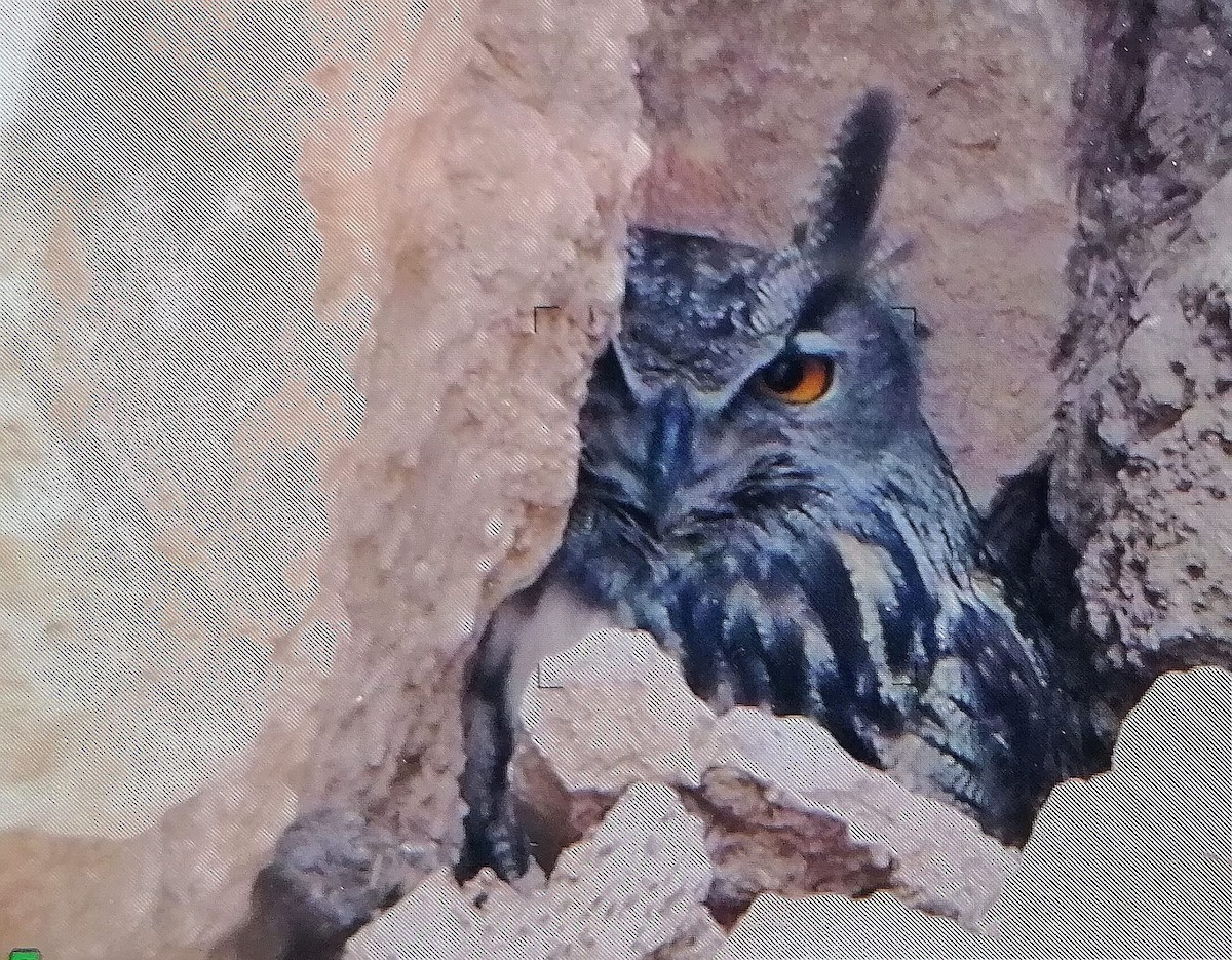 Eurasian Eagle-Owl - ML532997631