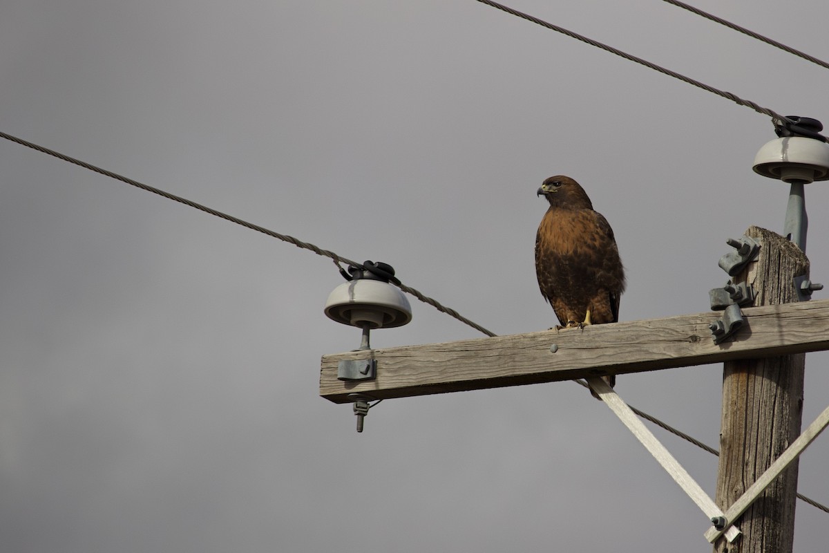 Red-tailed Hawk (Harlan's) - ML532998471