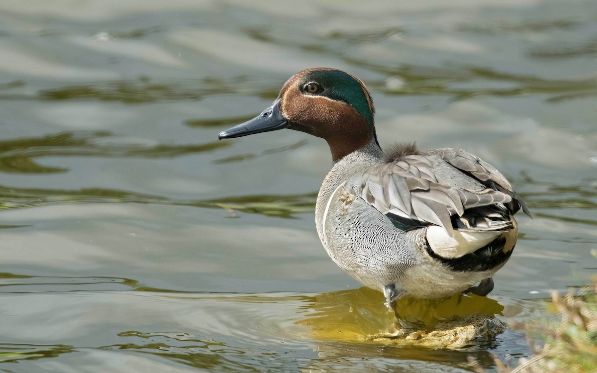 Green-winged Teal - ML533000681