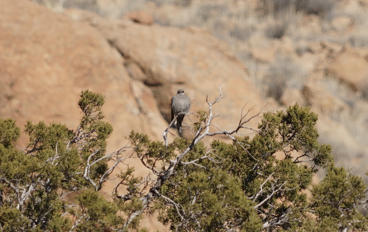 Townsend's Solitaire - ML533001451