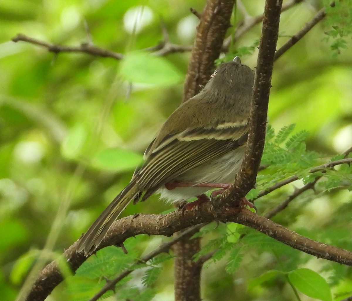 Pearly-vented Tody-Tyrant - ML533002281
