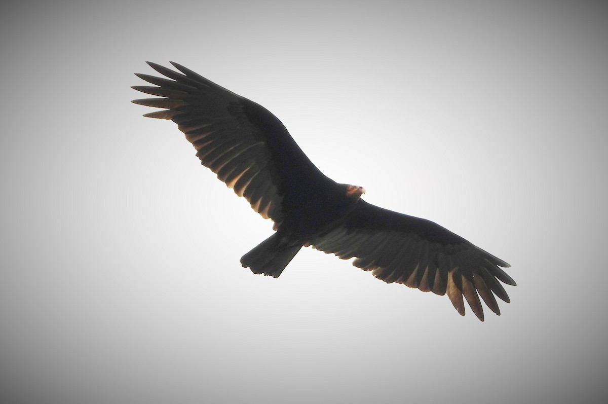 Lesser Yellow-headed Vulture - ML533003411