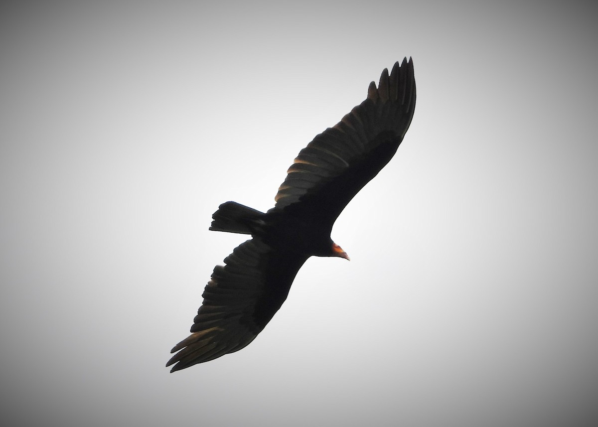 Lesser Yellow-headed Vulture - ML533003501