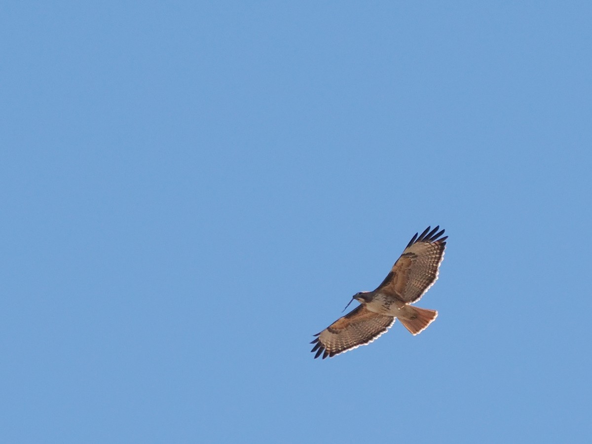 Red-tailed Hawk - ML533004081