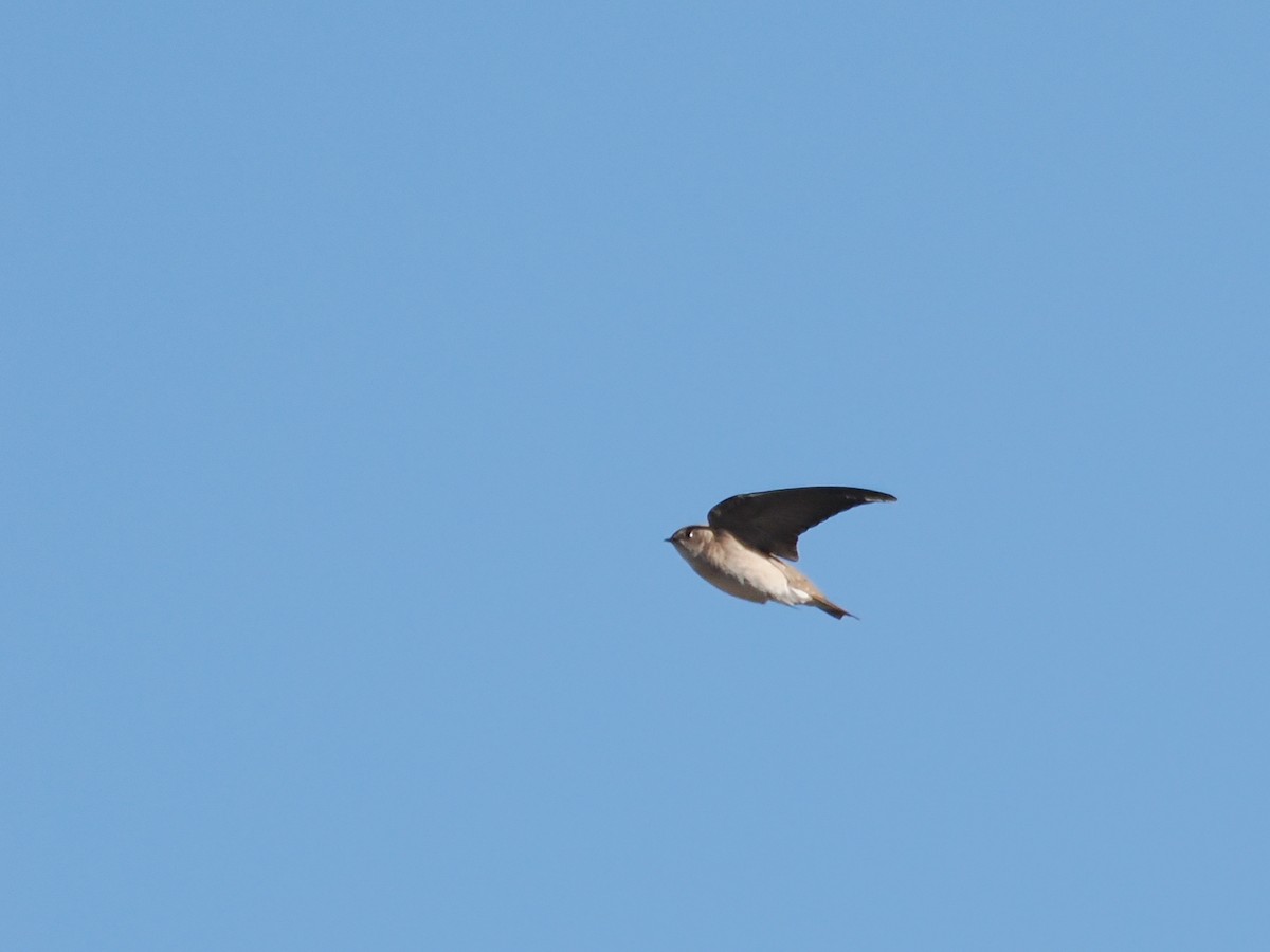 Northern Rough-winged Swallow - ML533004131