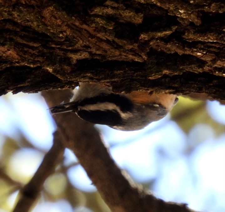 Red-breasted Nuthatch - ML533005341