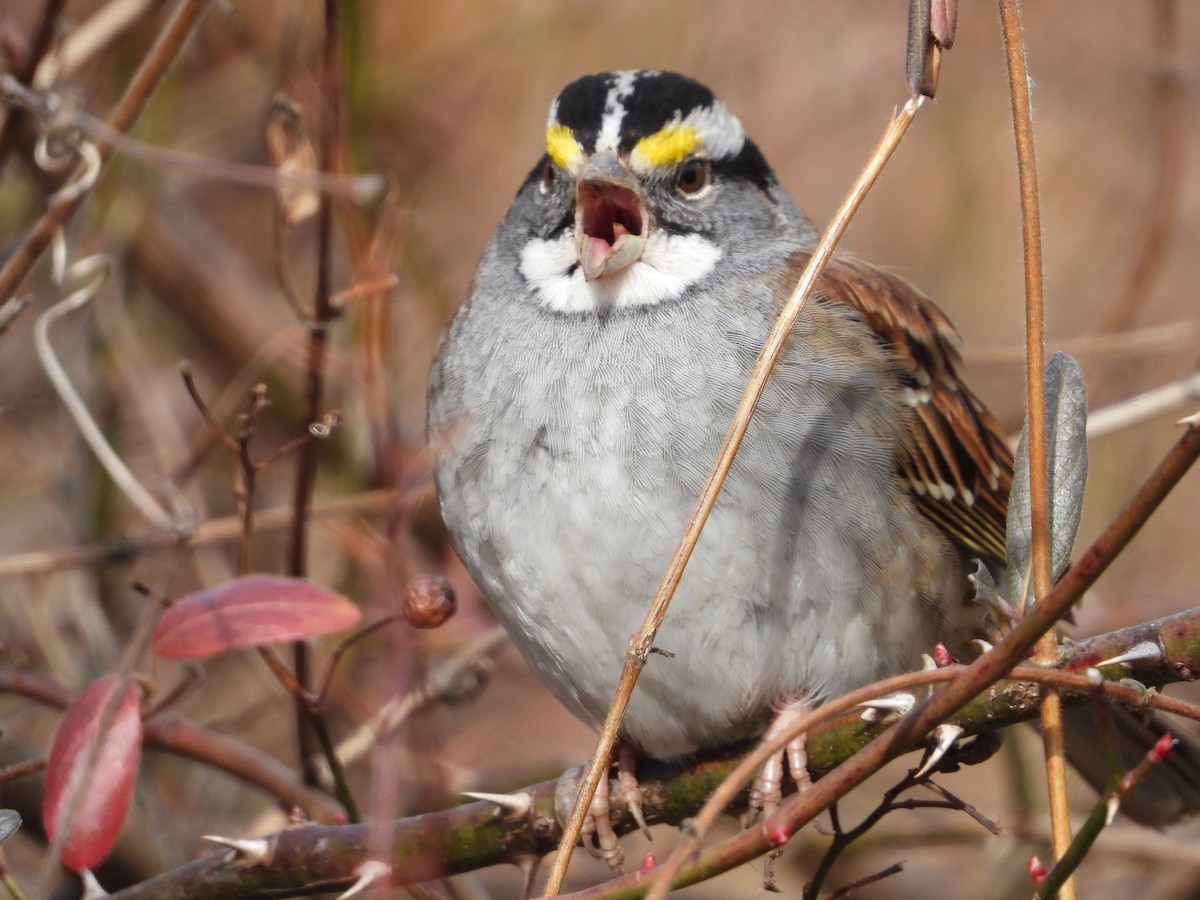 White-throated Sparrow - ML533005351