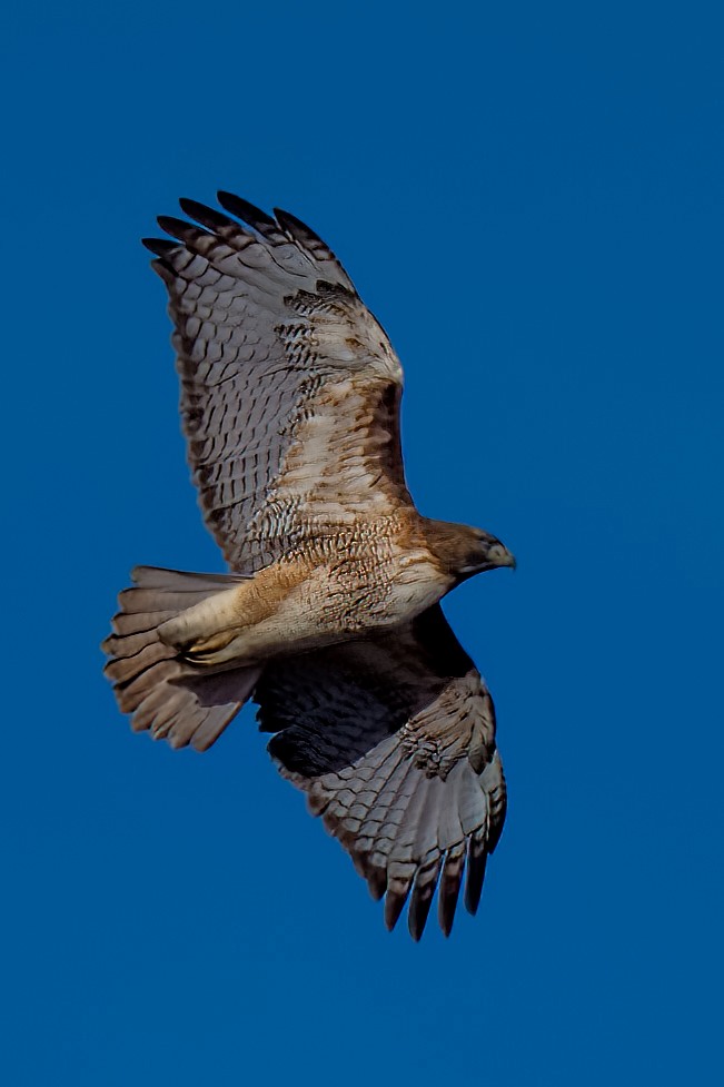 Red-tailed Hawk - ML533005511