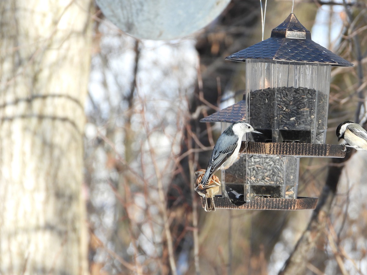 White-breasted Nuthatch - ML533005621
