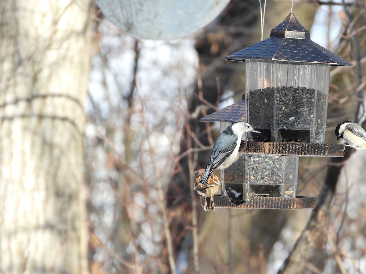 eBird Checklist 8 Feb 2023 RN du BoiséPapineau 11 species