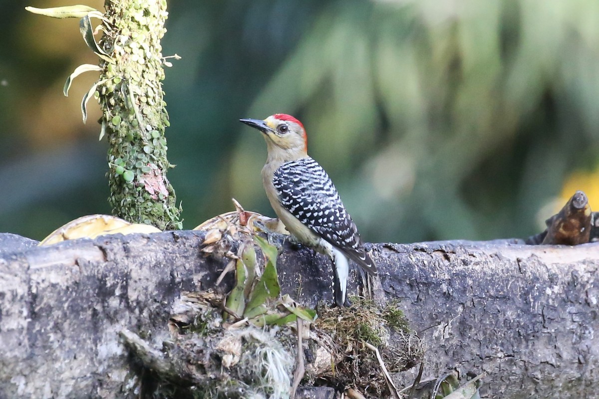 Red-crowned Woodpecker - ML533008331