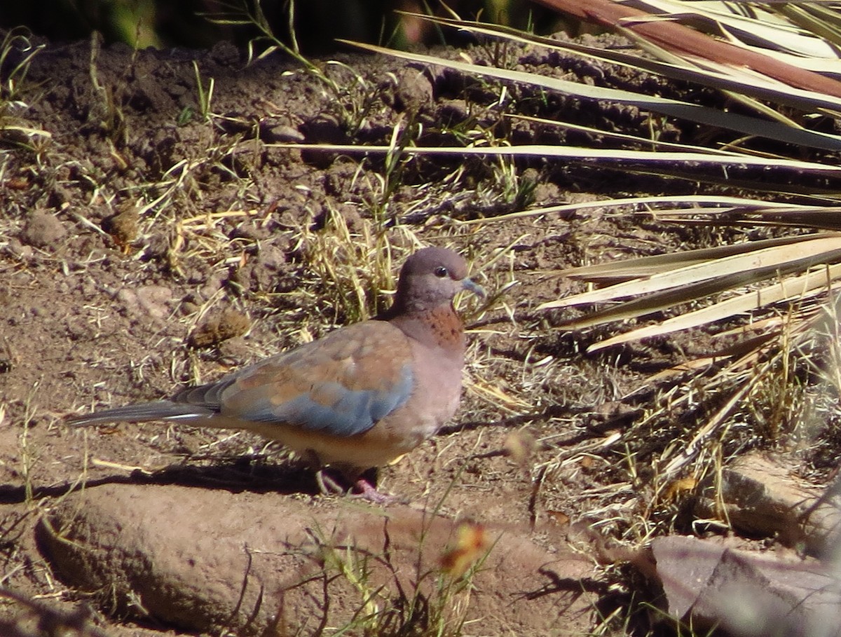 Laughing Dove - ML533009861