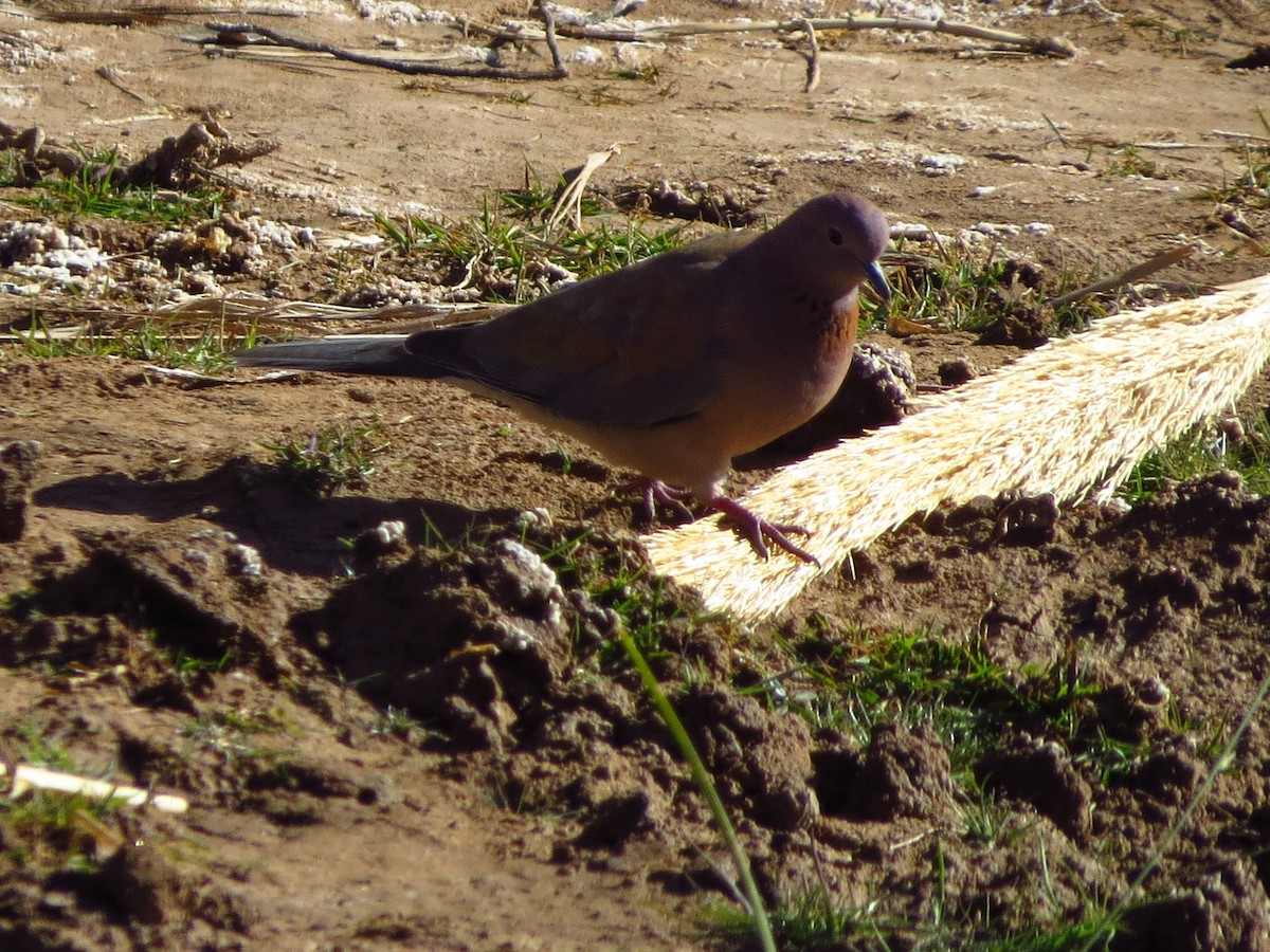 Laughing Dove - ML533010391