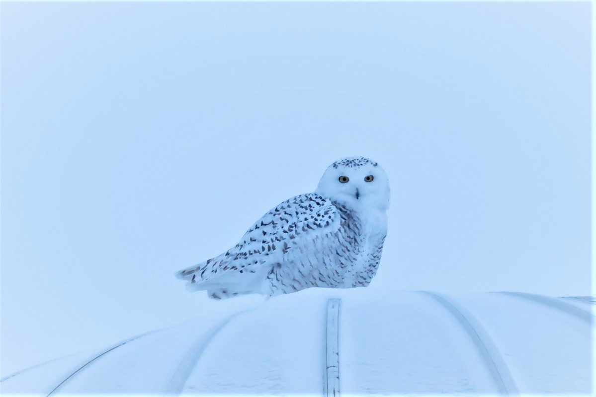 Snowy Owl - ML533011301