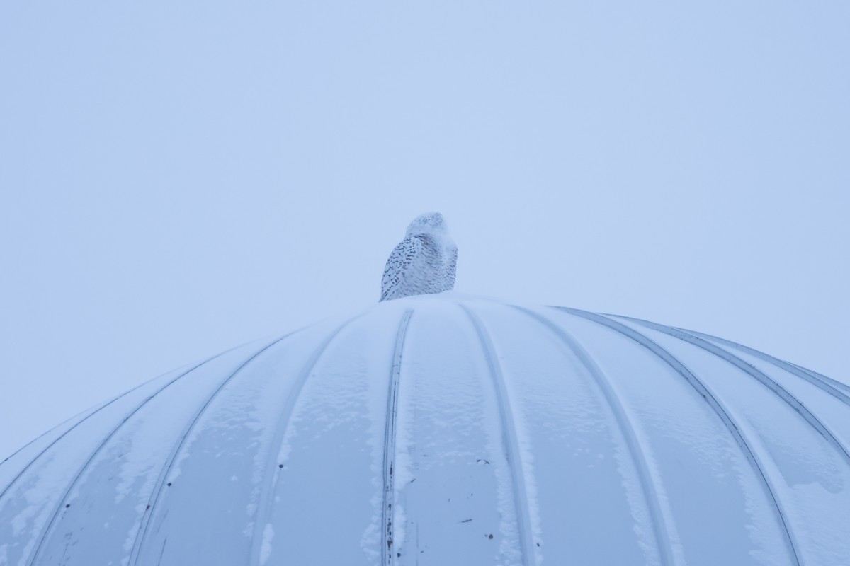 Snowy Owl - ML533011371