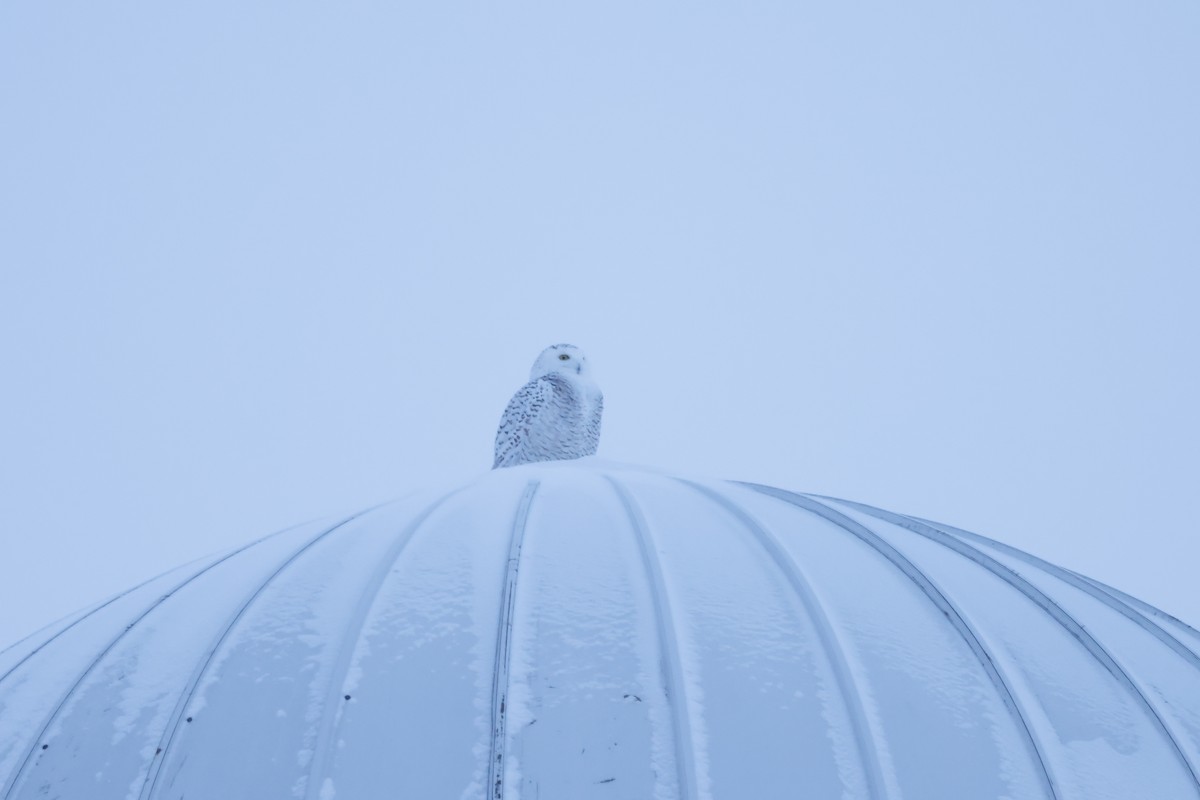 Snowy Owl - ML533011441