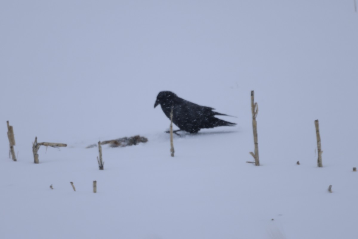 Common Raven - ML533011531