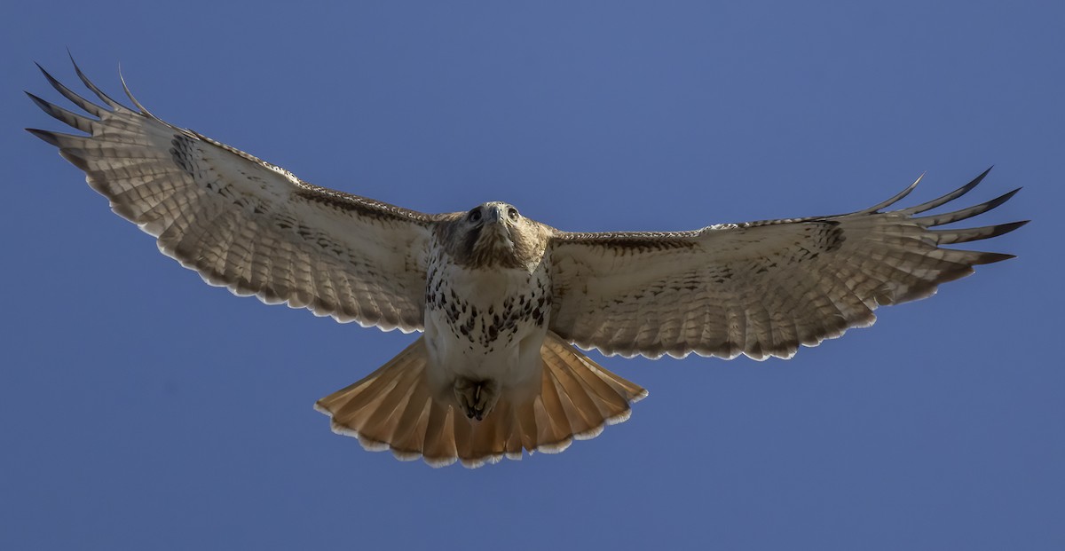 Red-tailed Hawk - ML533017981