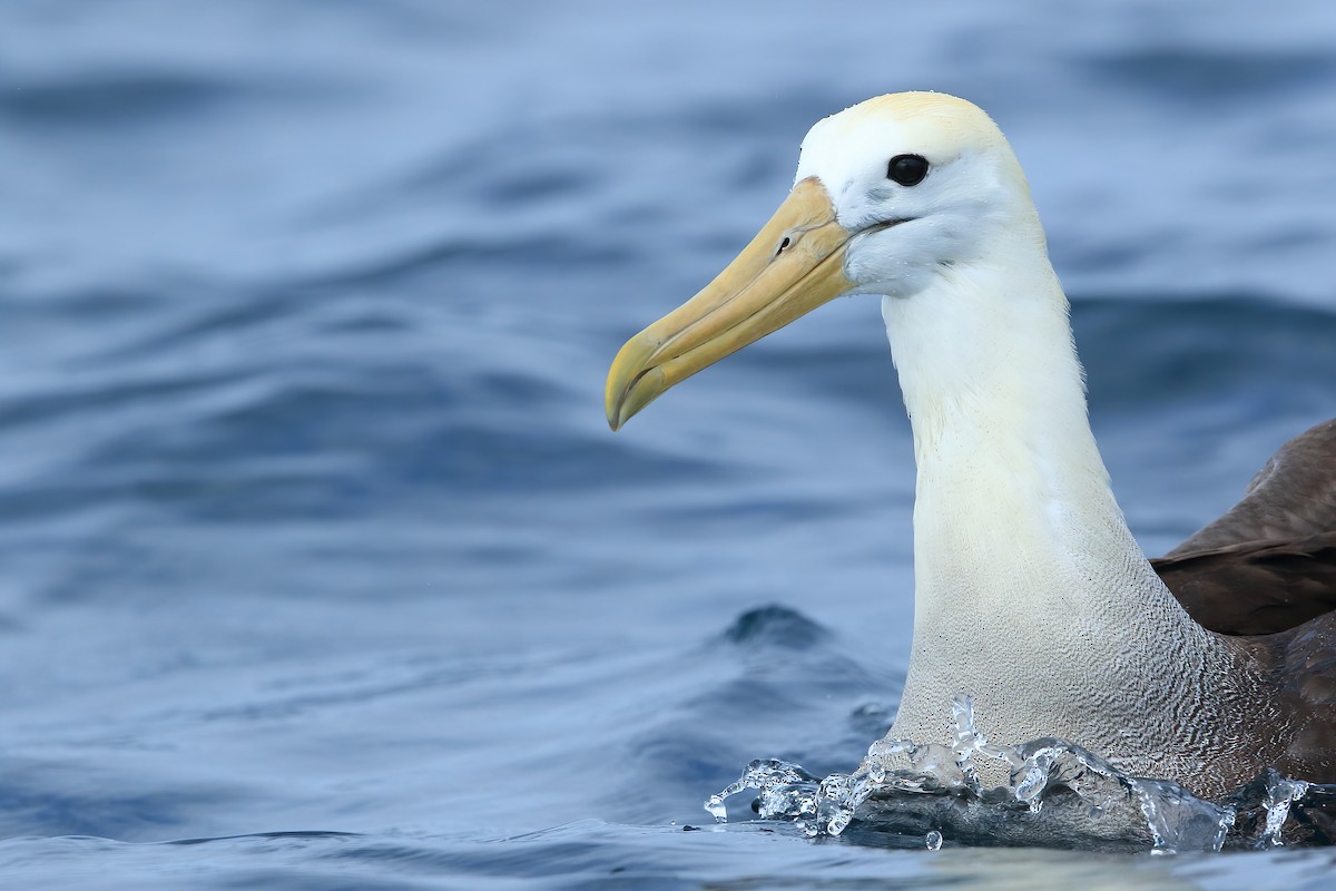 Albatros de Galápagos - ML533018921