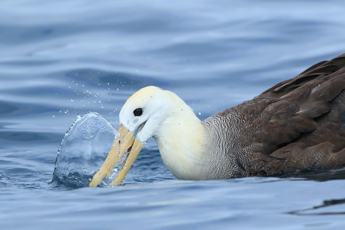 Albatros des Galapagos - ML533018941
