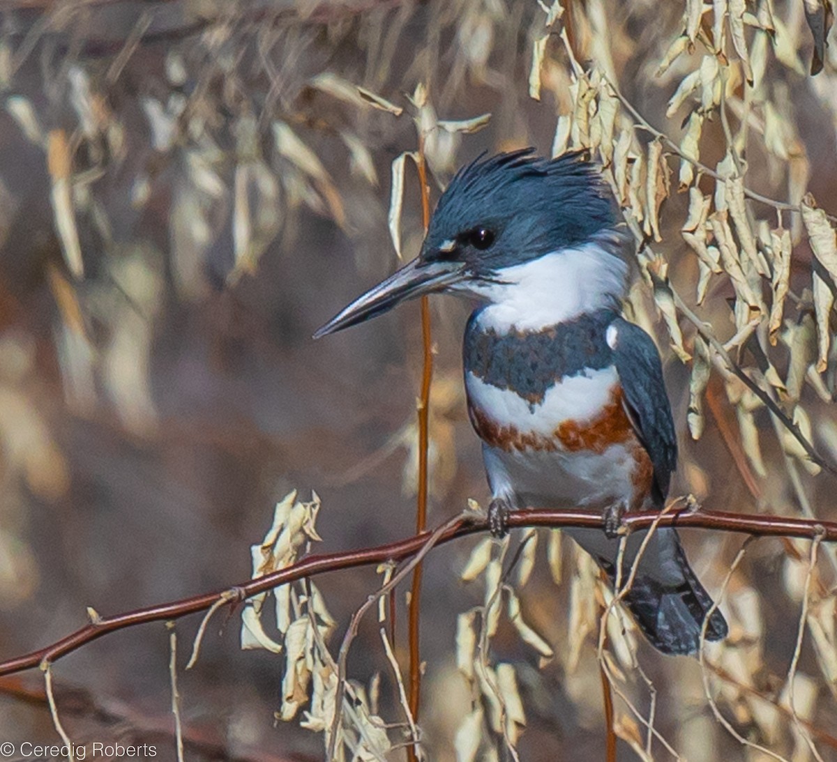 Belted Kingfisher - ML533020091