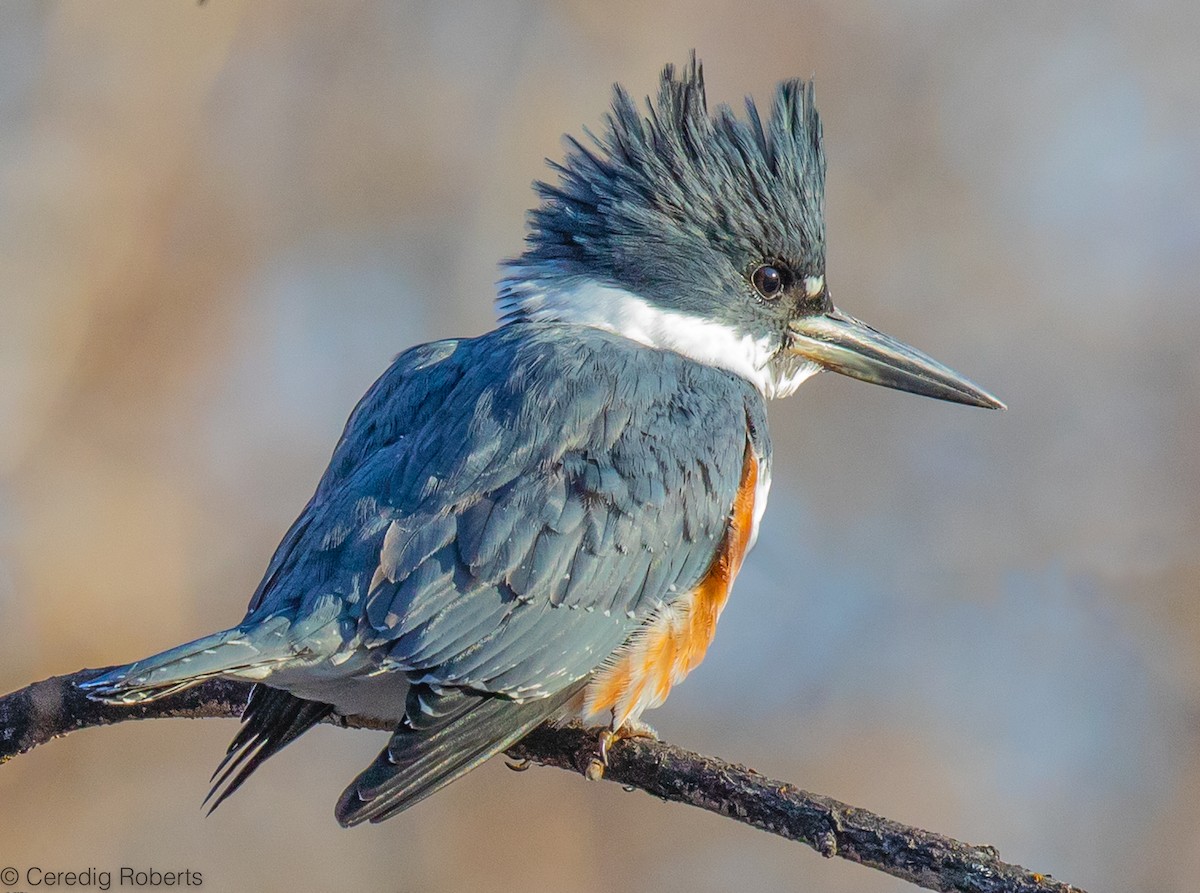 Belted Kingfisher - ML533020101