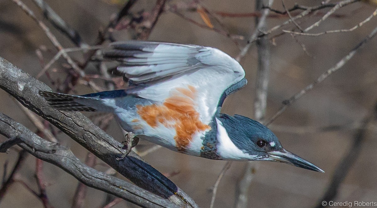 Belted Kingfisher - ML533020111