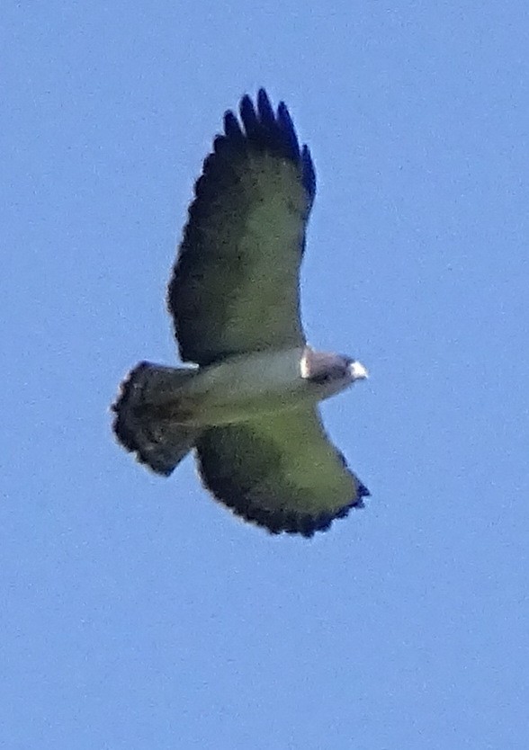 Short-tailed Hawk - Andrés M. López