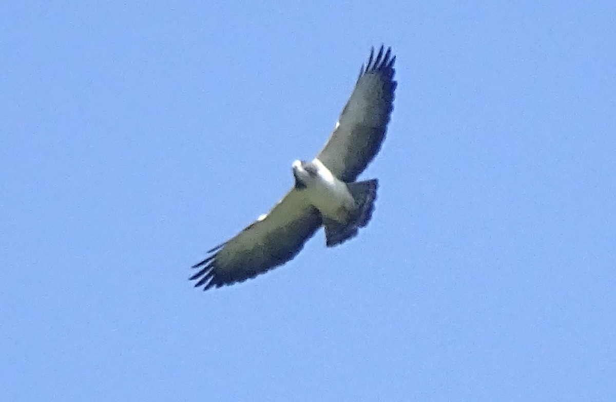 Short-tailed Hawk - Andrés M. López