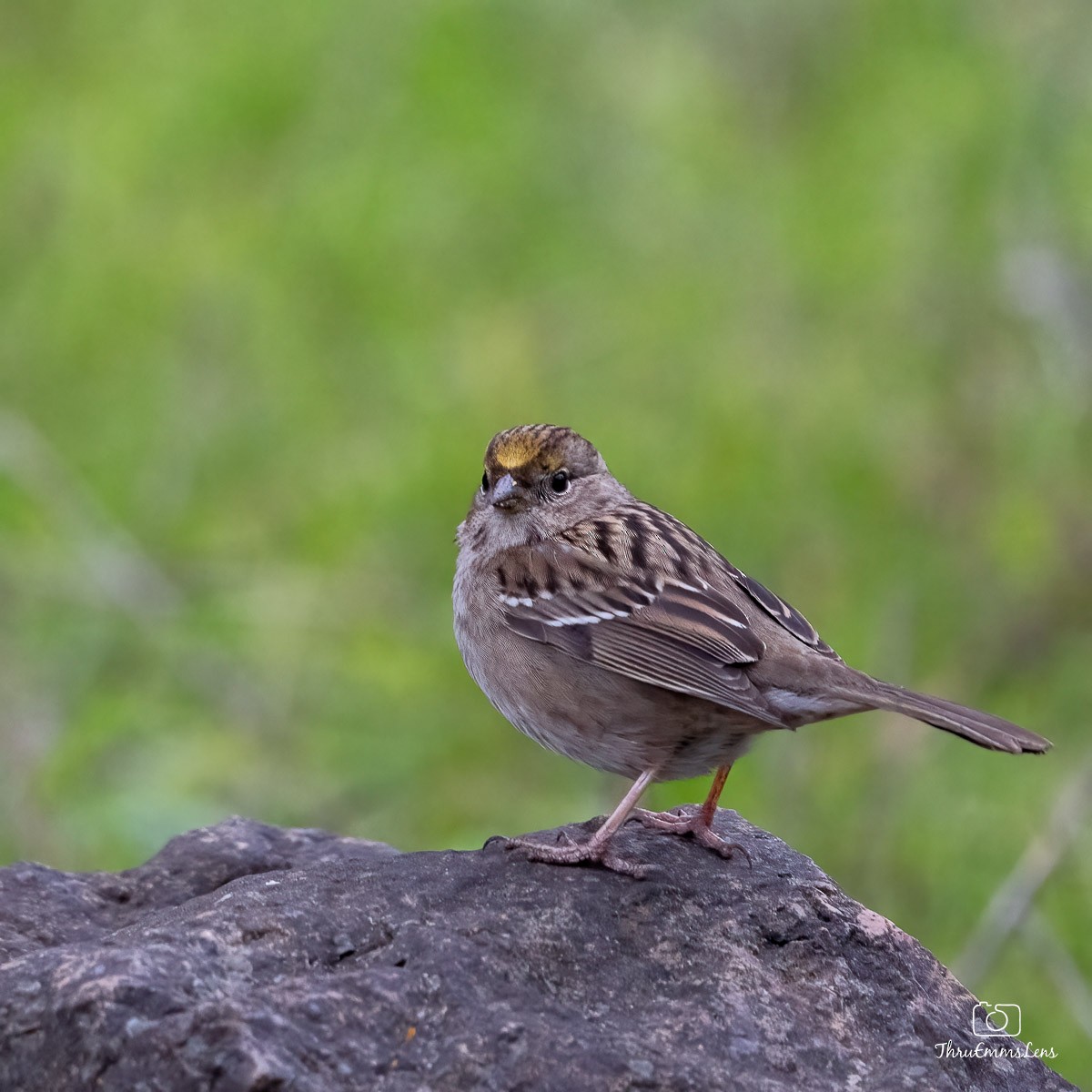 Golden-crowned Sparrow - ML533026901