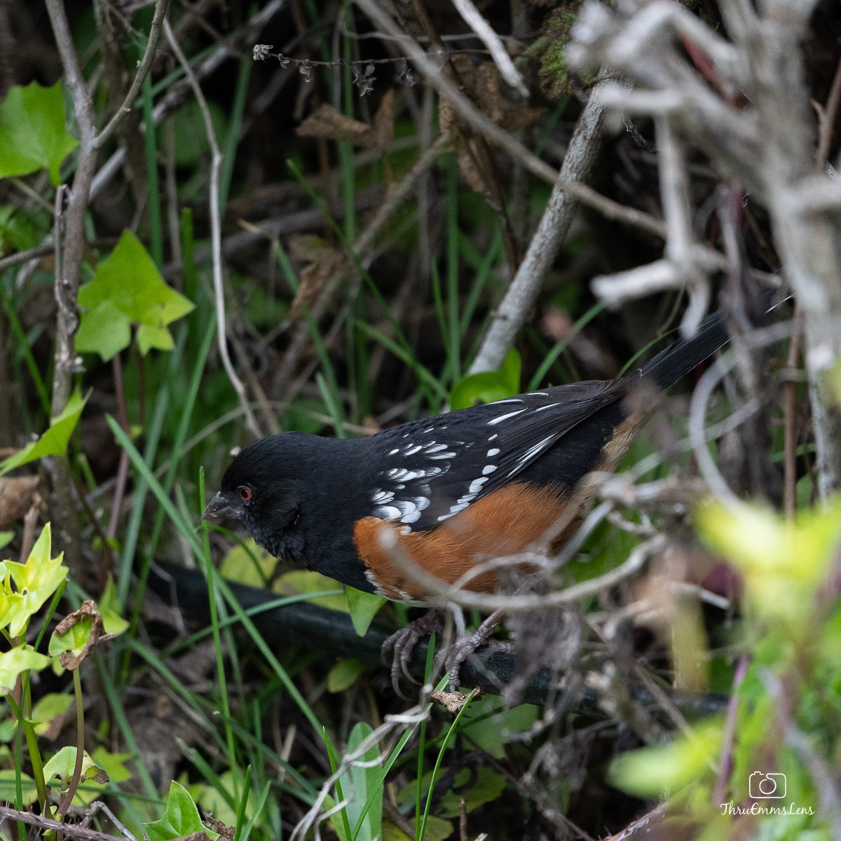 Spotted Towhee - ML533027151