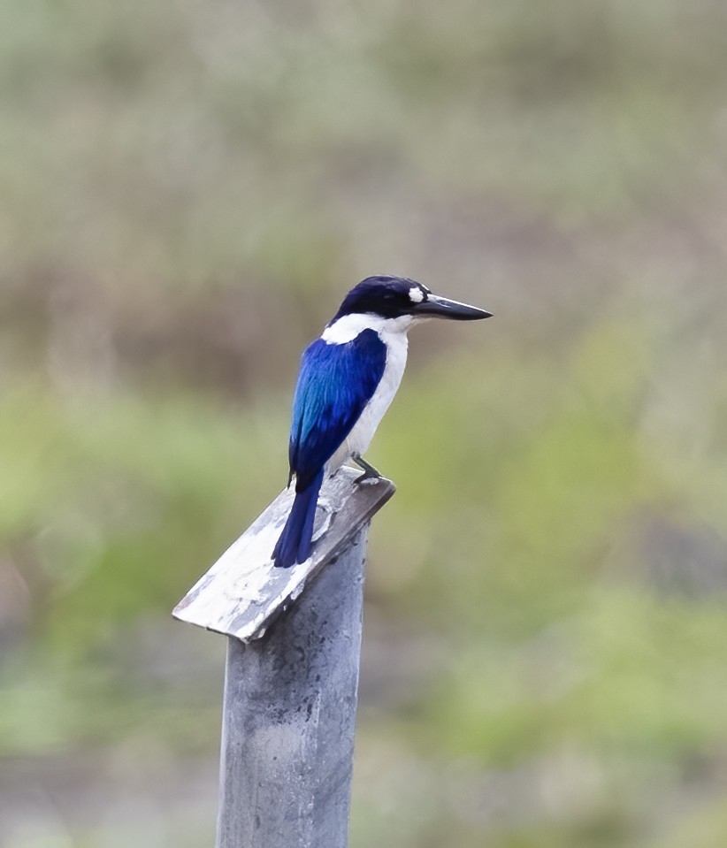 Forest Kingfisher - ML533027931