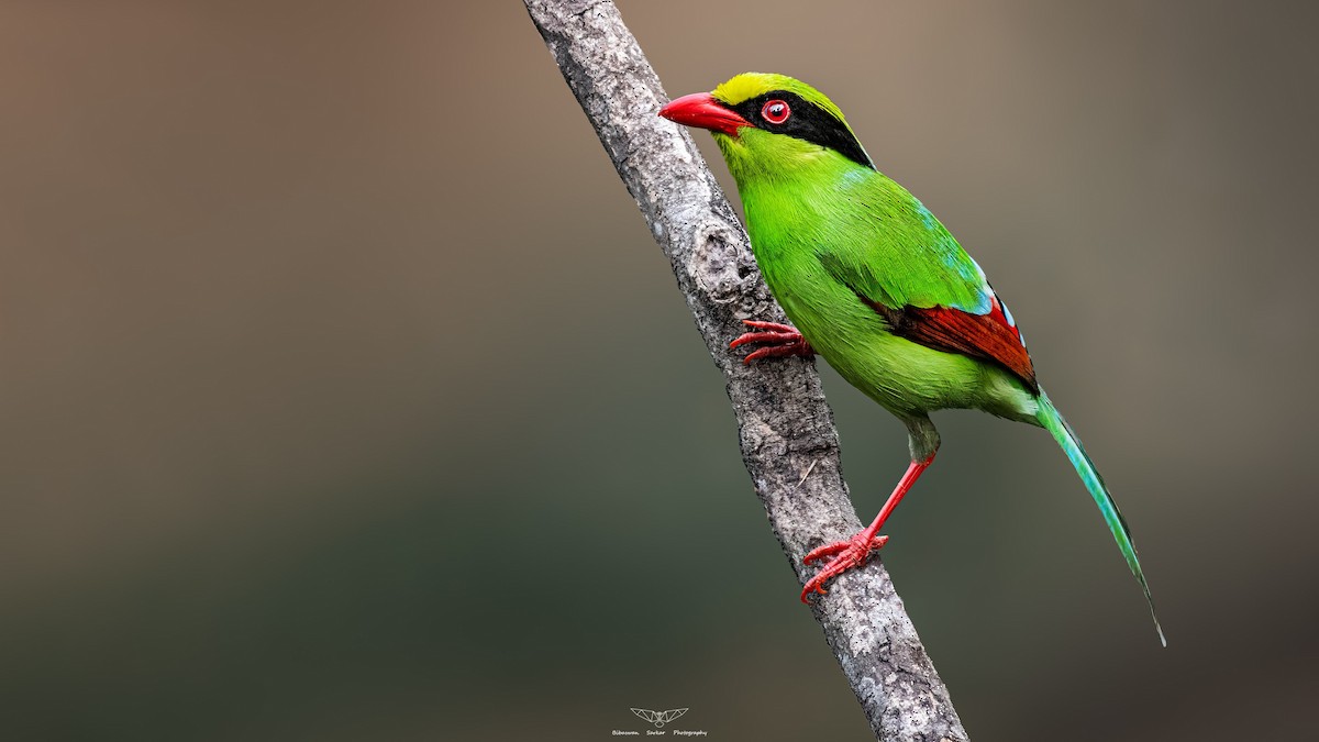 Common Green-Magpie - Bibaswan Sarkar