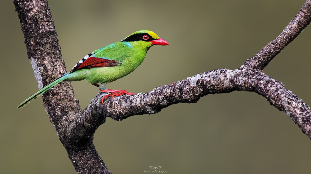 Common Green-Magpie - Bibaswan Sarkar