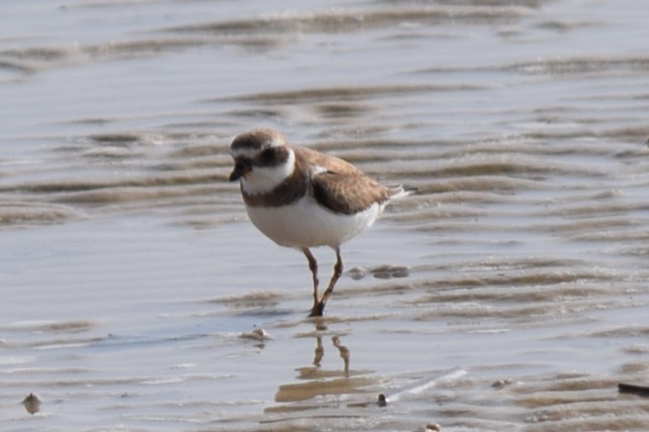 Semipalmated Plover - ML533037201