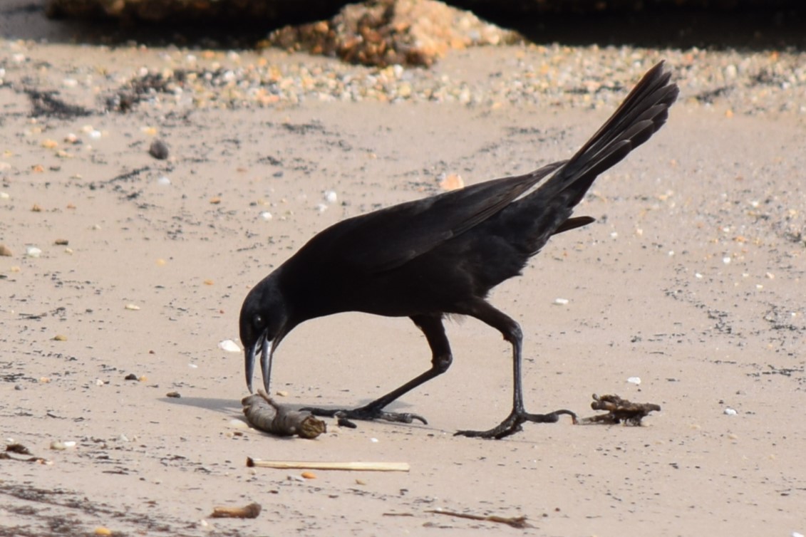 Boat-tailed Grackle - ML533038991