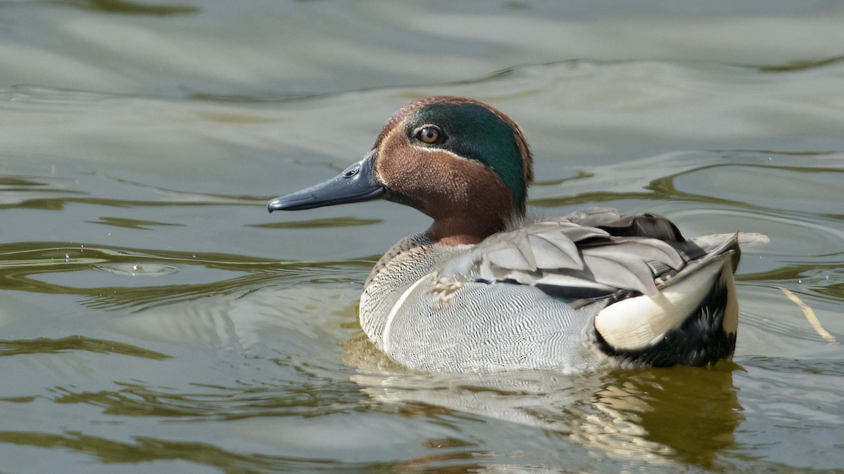Green-winged Teal - ML533039891