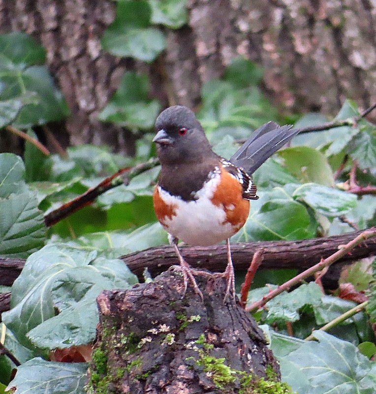Spotted Towhee - ML533043091