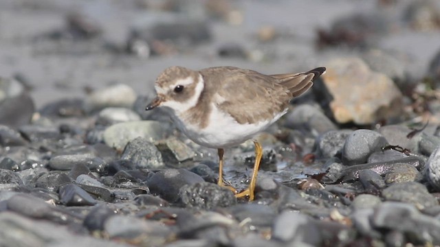 Common Ringed Plover - ML533049481