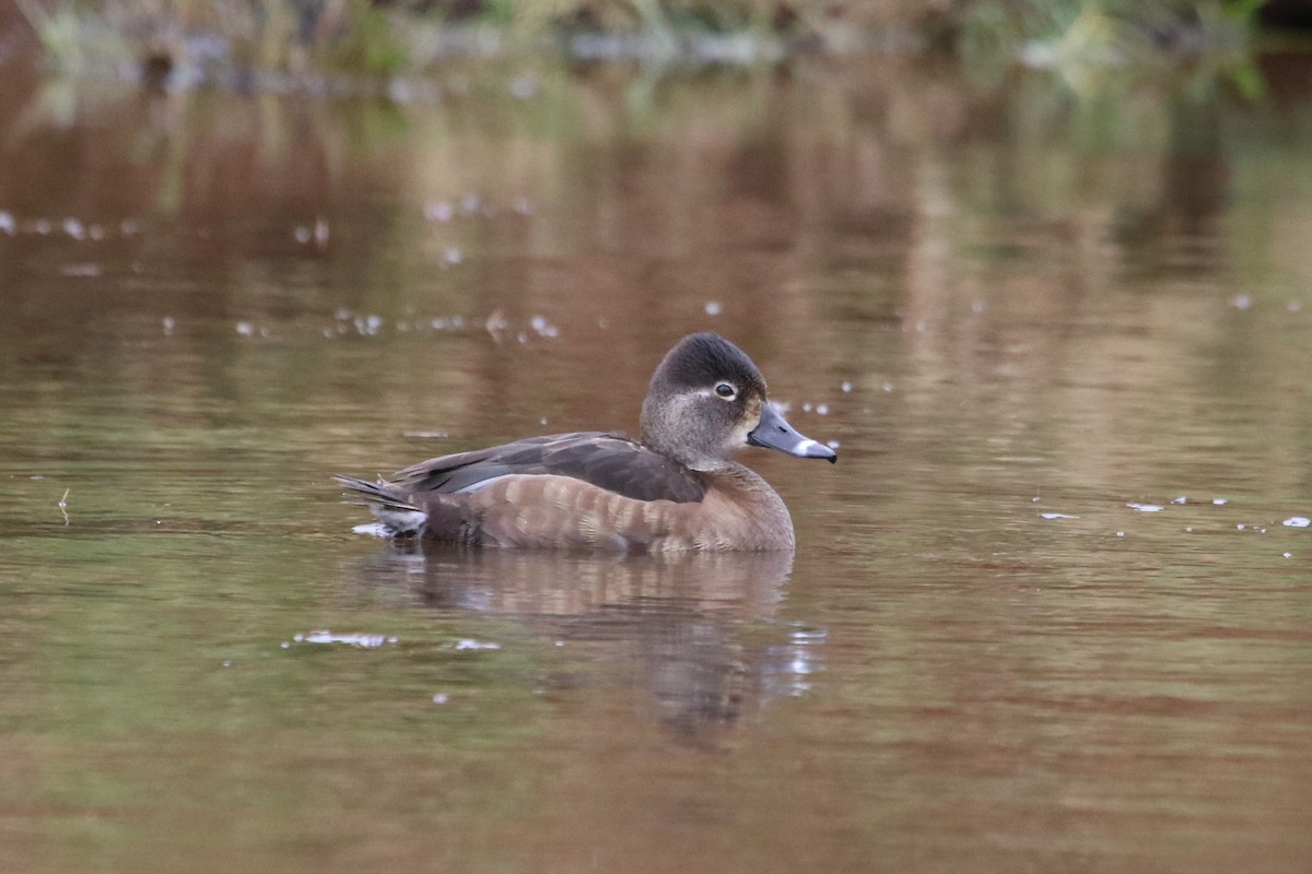 Ring-necked Duck - ML533052251