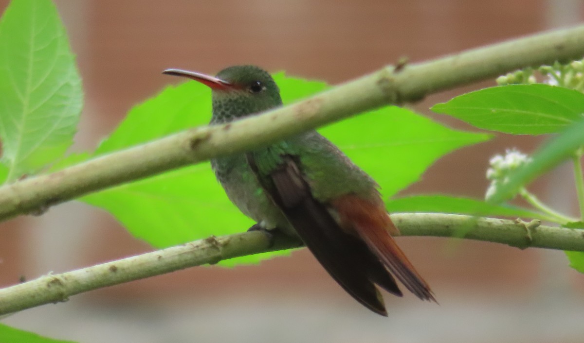 Rufous-tailed Hummingbird - ML533054181