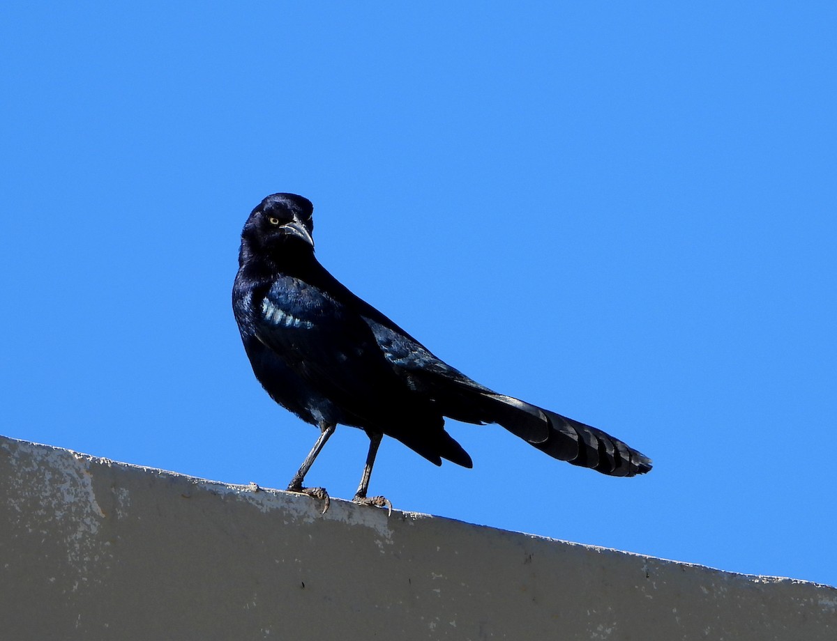 Great-tailed Grackle - ML533054831