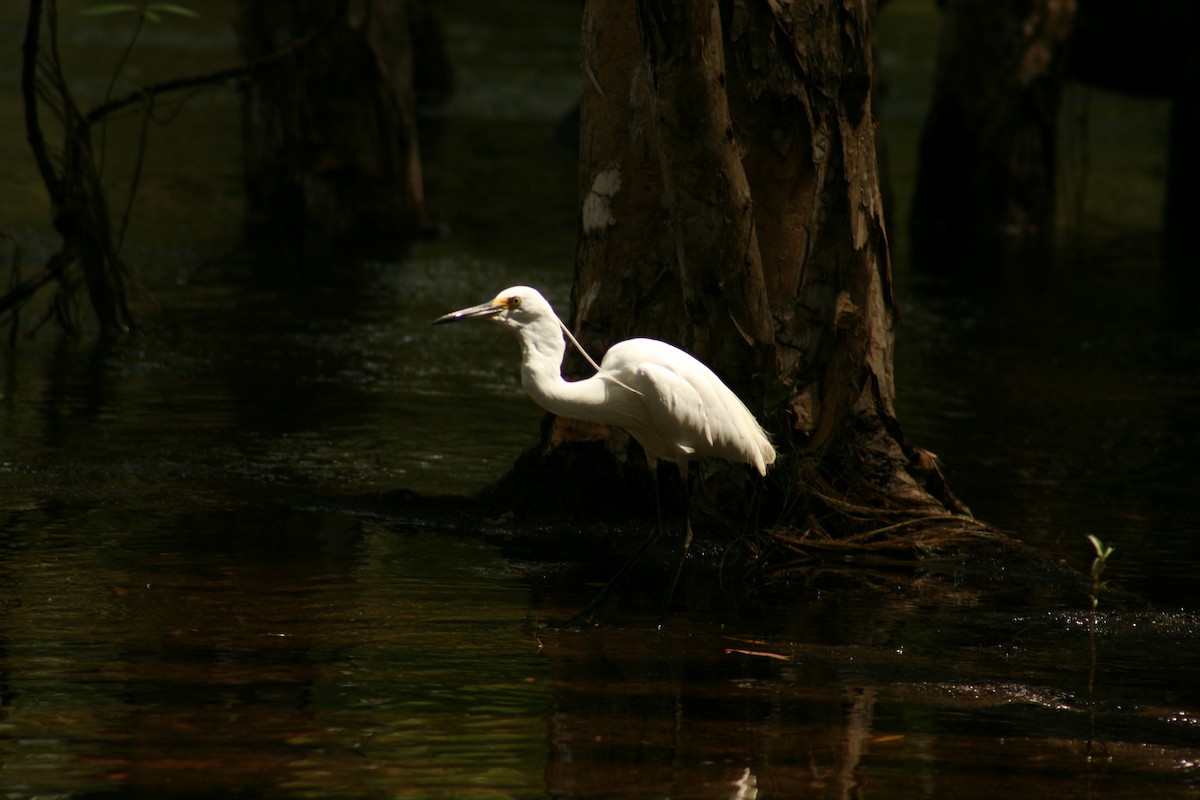 Little Egret (Australasian) - Roy Fabry