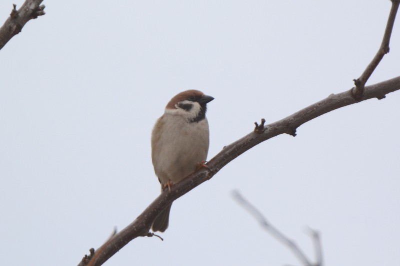 Eurasian Tree Sparrow - Bob & Anne-Marie Taylor
