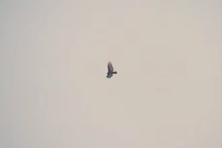 Turkey Vulture - Spencer Hildie
